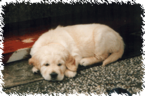 Golden Retriever, m�de nach dem Spiel