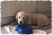 Golden Retriever H�ndin Anka